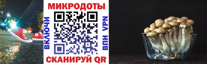 Купить закладки  Никольское  Псилоцибиновые грибы Psilocybine cubensis 